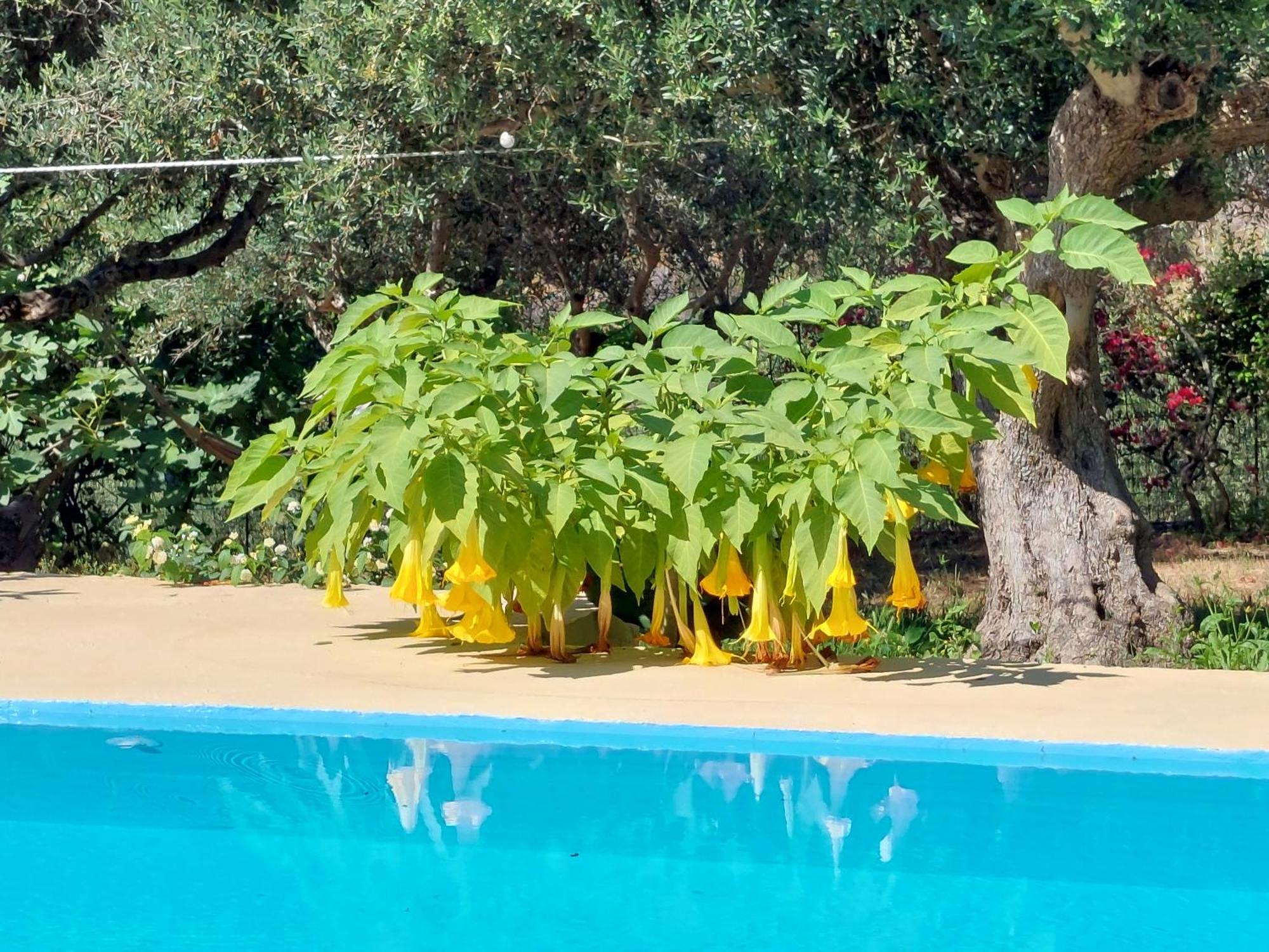 Sofiana'S Garden Retreat With Private Pool Apartment Dhrapanias Room photo