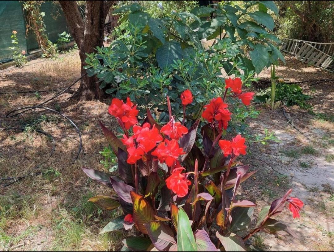 Sofiana'S Garden Retreat With Private Pool Apartment Dhrapanias Exterior photo